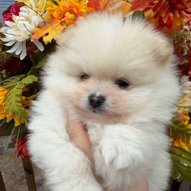 Ghost - Pomeranian Male