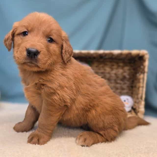 Lucy - Golden Retriever Female