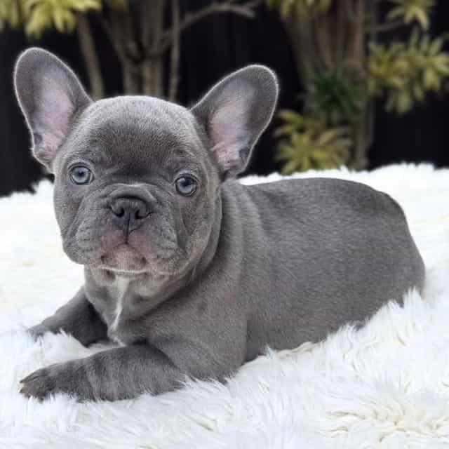 JACK - French Bulldog Male