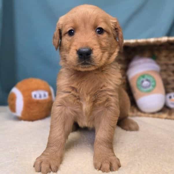 Stella - Golden Retriever Female