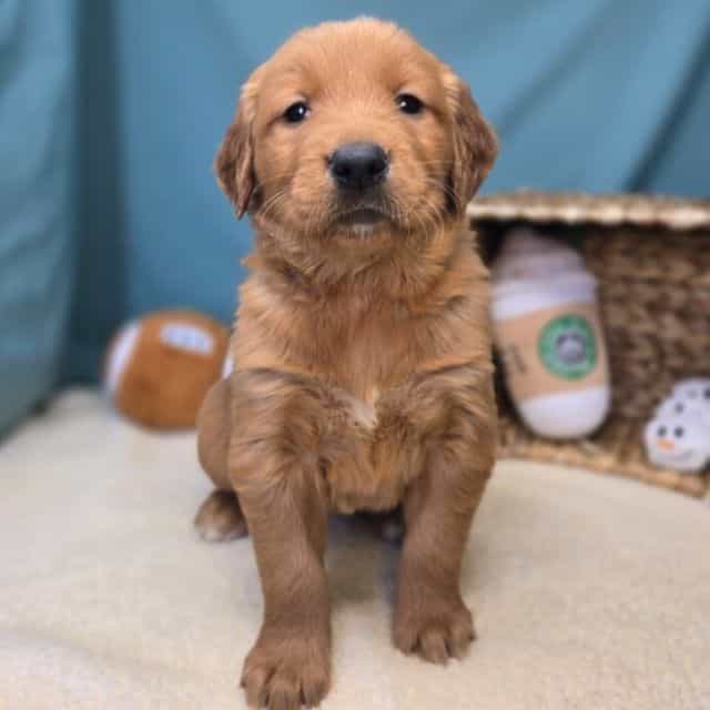 Lyla - Golden Retriever Female