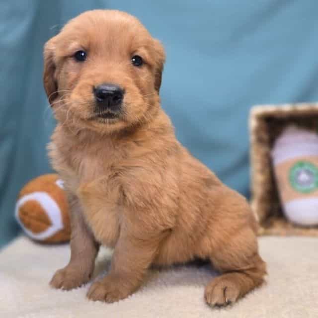 Ember - Golden Retriever Female