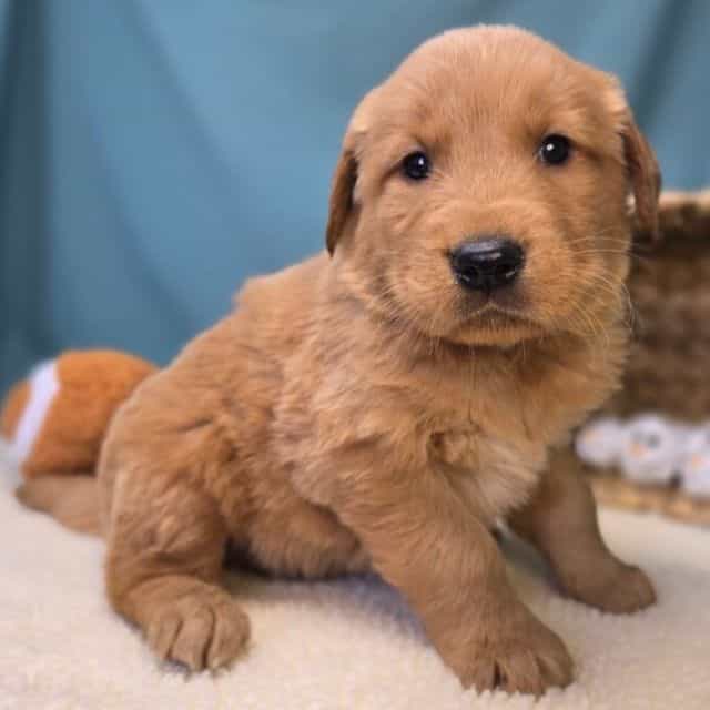 Milo - Golden Retriever Male