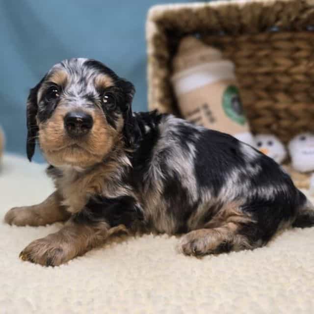 Maverick - Dachshund Male