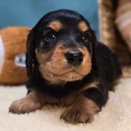 Anna - Dachshund Male