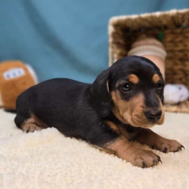 Emmy - Dachshund Female
