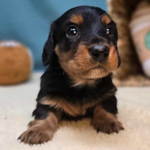 Leah - Dachshund Female