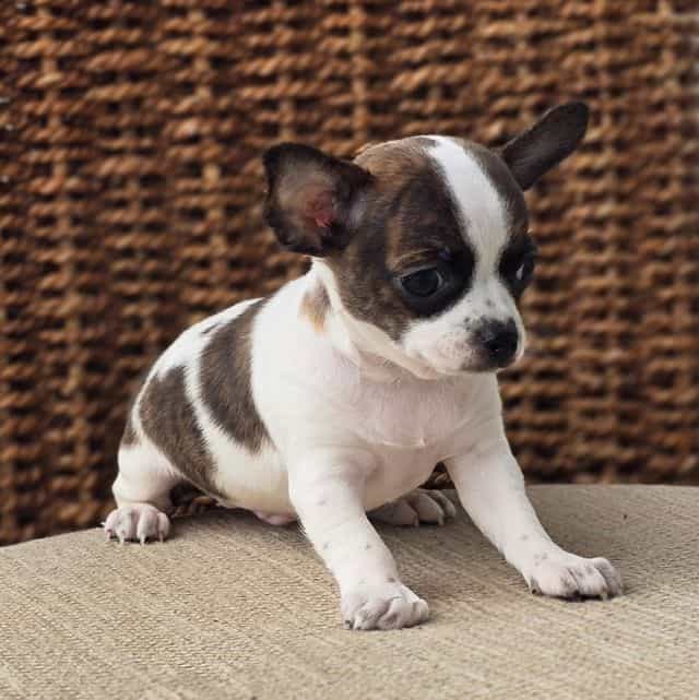 Diego - Chihuahua Male