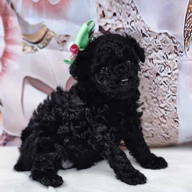 Cali - Toy Poodle Female