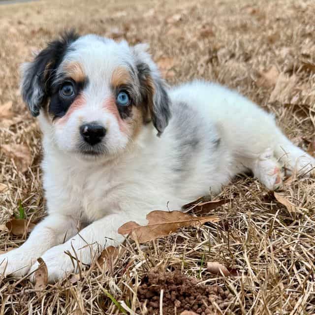 Captain - Blue  - Aussiedoodle Male
