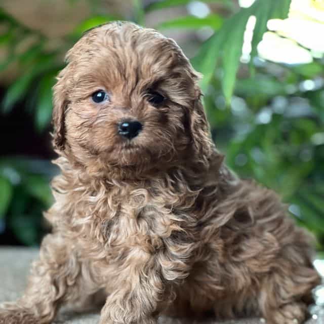 Candy - Cavapoo Female