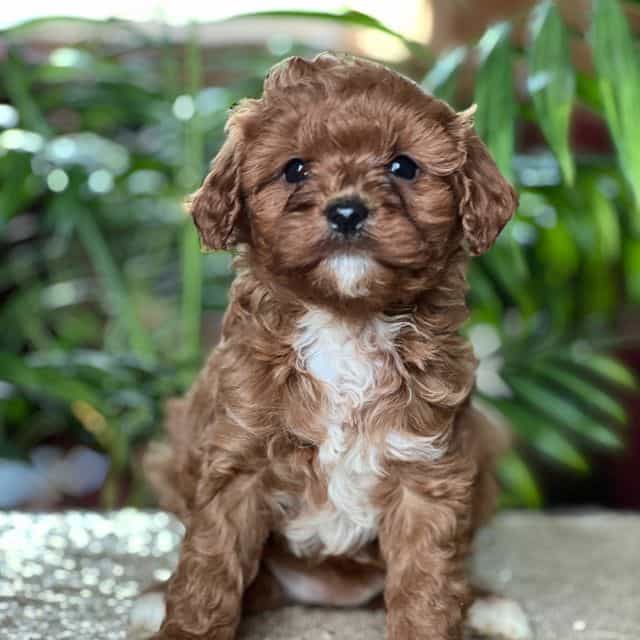 Cici - Cavapoo Female