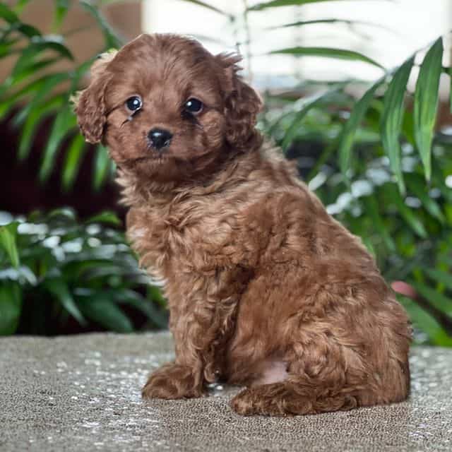 Cyrus - Cavapoo Male