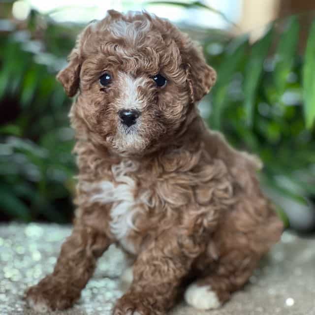 Cody - Cavapoo Male