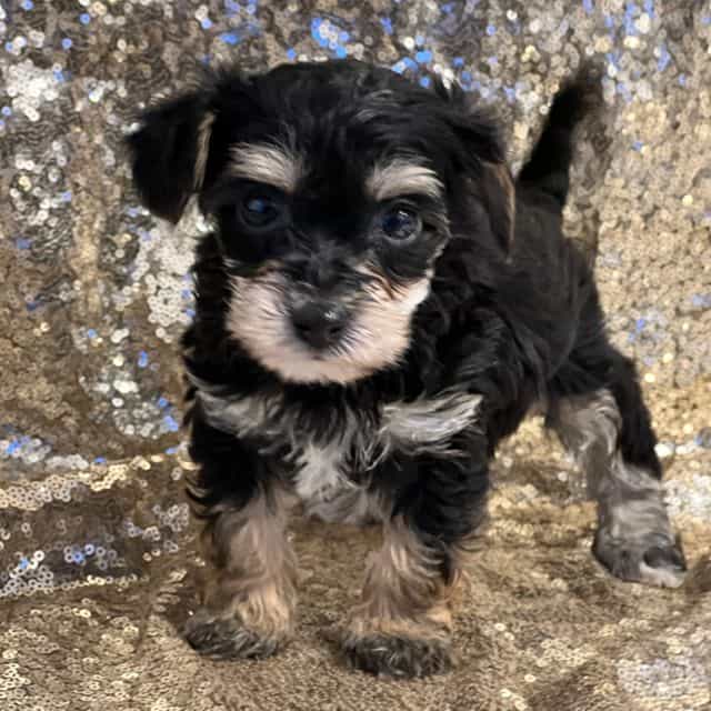 Tina - Yorkipoo Female