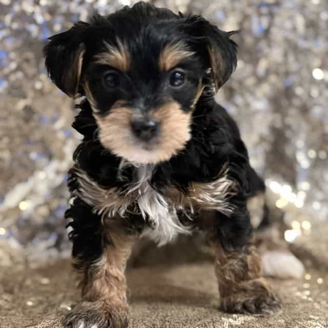 Terrence - Yorkipoo Male