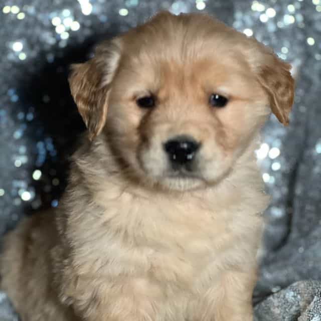 Treasure - Golden Retriever Female