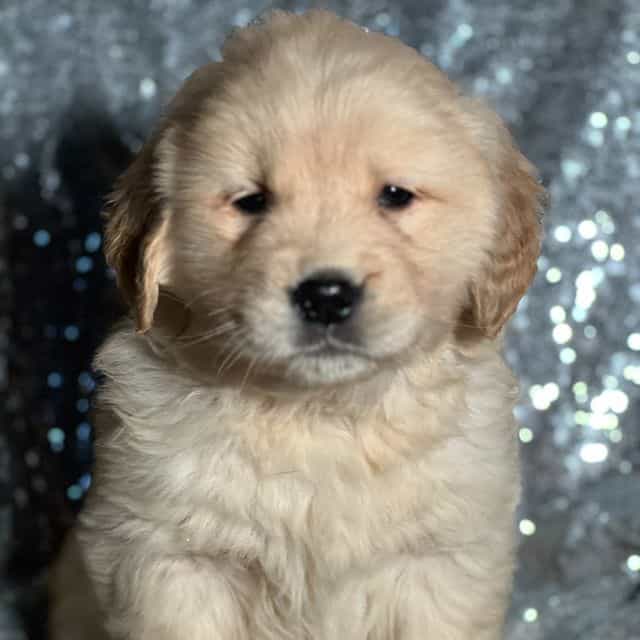 Teddy - Golden Retriever Male