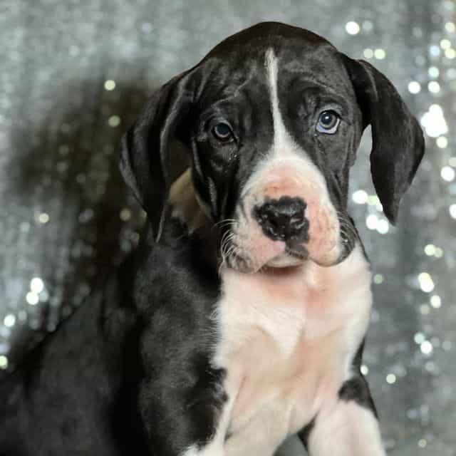 Tori - Great Dane Female