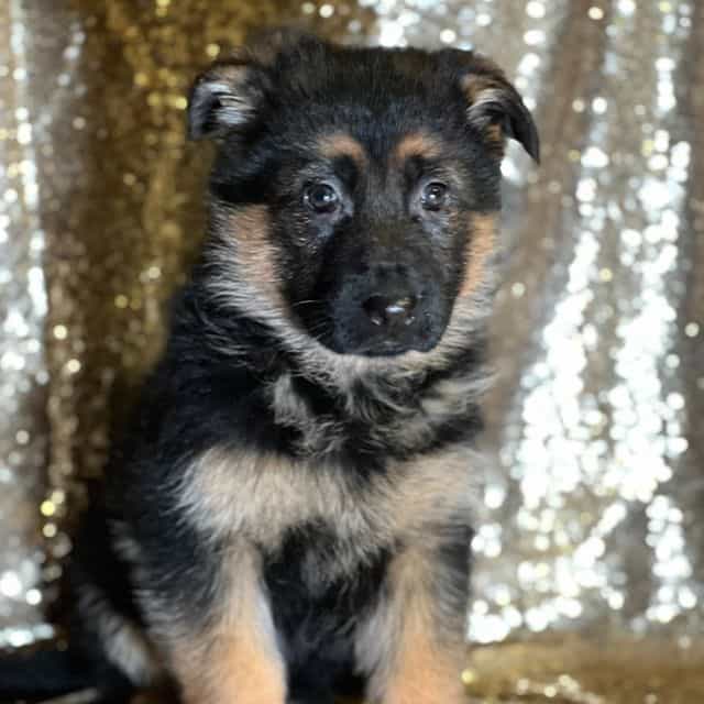 Maggie - German Shepherd Dog Female