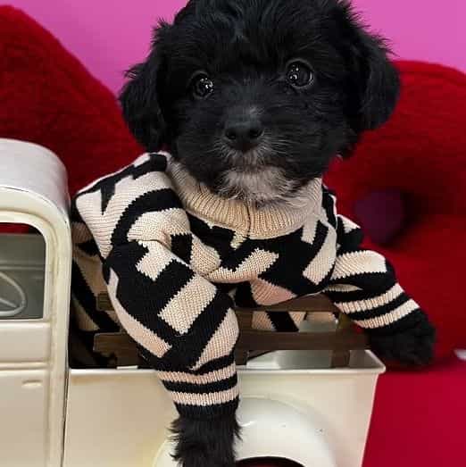 Odin - Yorkipoo Male