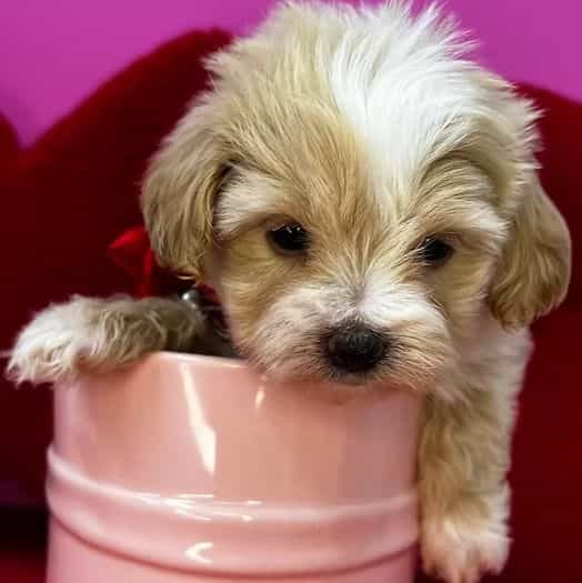 Levi - Maltipoo Male