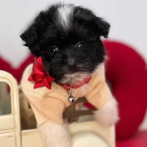 Chewey - Pomapoo Male