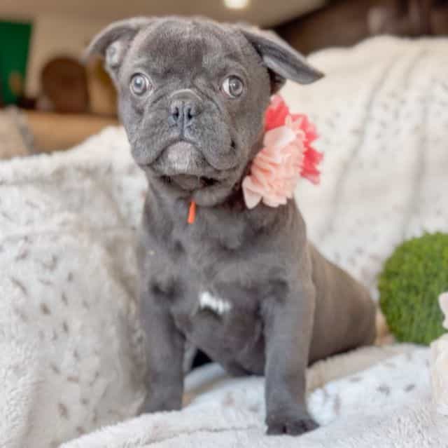 Vixen - French Bulldog Female