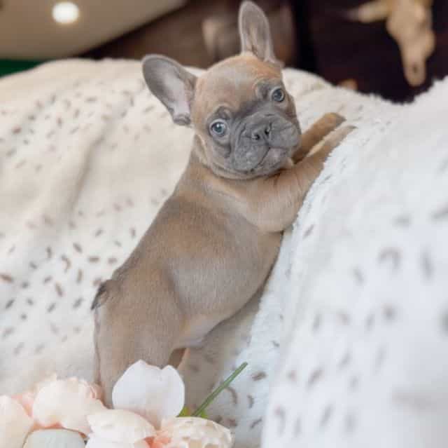 Biscotti - French Bulldog Male