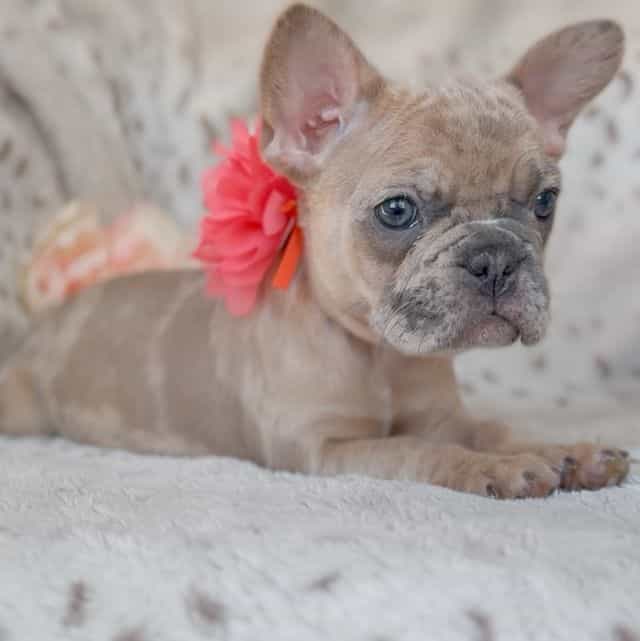 Snickerdoodle  - French Bulldog Female