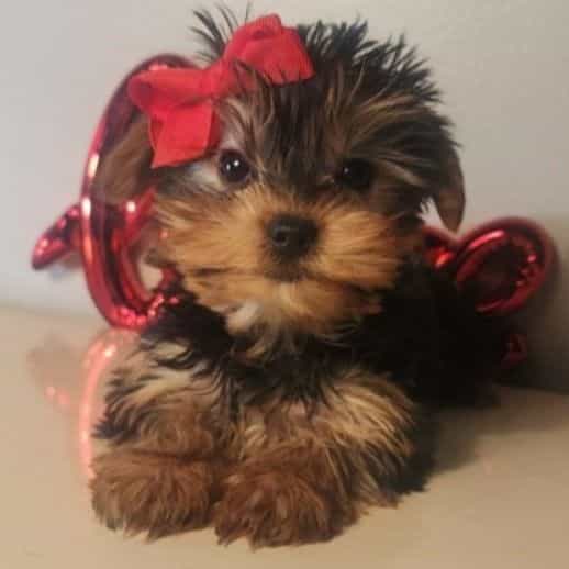 Kiki - Yorkshire Terrier Female