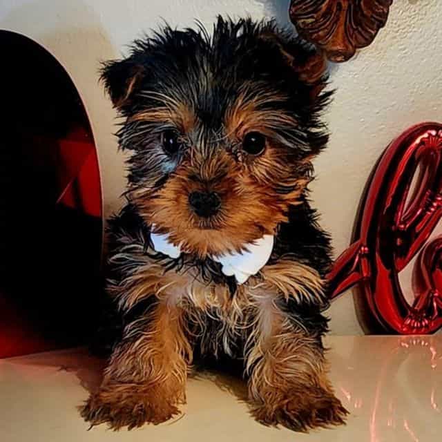 Tucker - Yorkshire Terrier Male