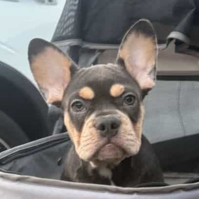 Lexi  - French Bulldog Female