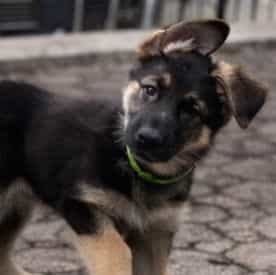 Blaze - German Shepherd Dog Male