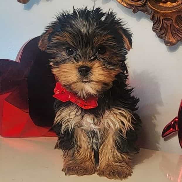 Bastian - Yorkshire Terrier Male