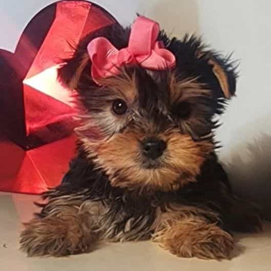 Lulu - Yorkshire Terrier Female