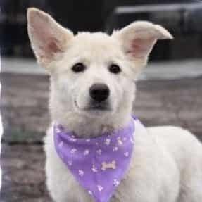 Bliss - German Shepherd Dog Female