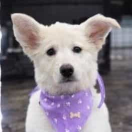 Isis - German Shepherd Dog Female