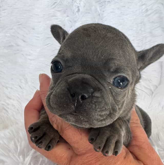 Nibbles  - French Bulldog Female