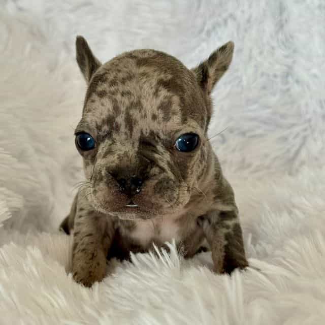Blue merle - French Bulldog Male