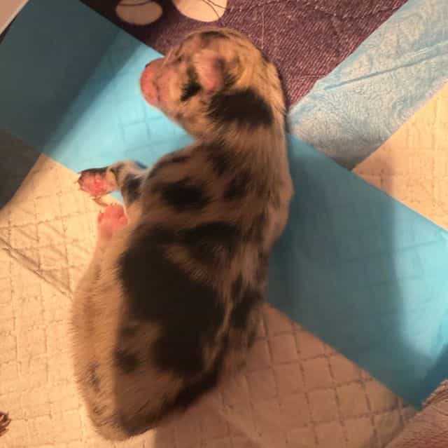 Boy1 - Pomeranian Male