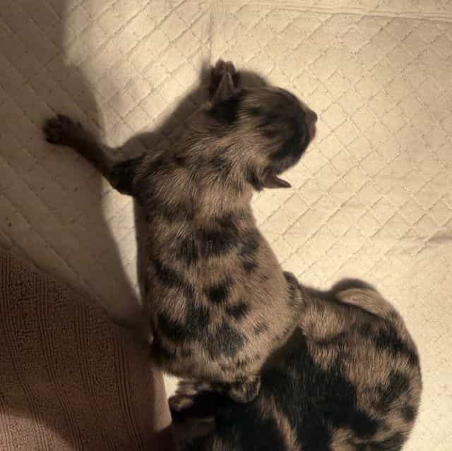  Boy 2 - Pomeranian Male