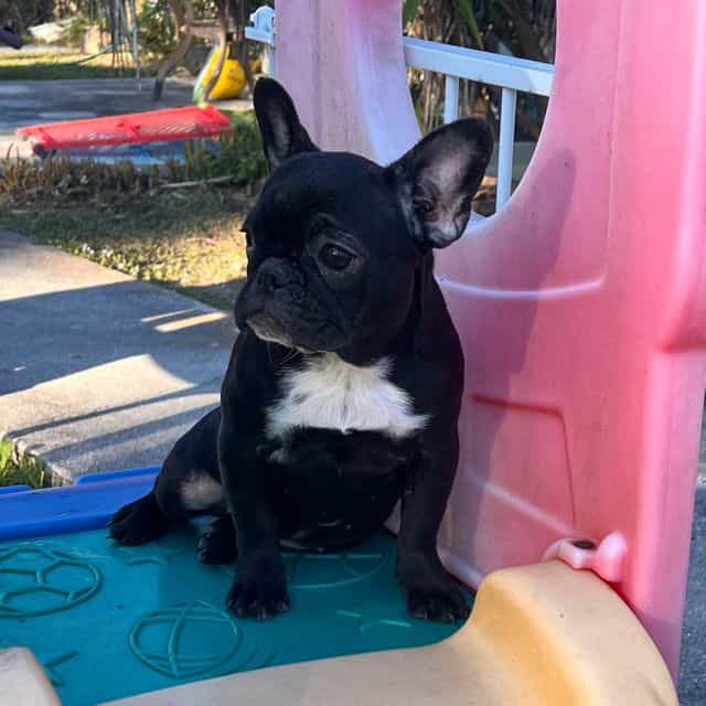 Onyx  - French Bulldog Female