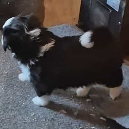 Kentucky - Aussiedoodle Male