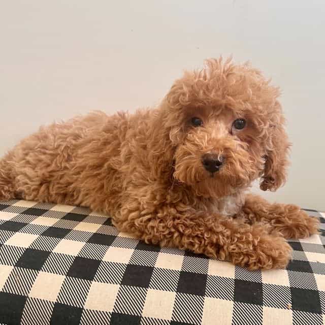 Georgie - Toy Poodle Male