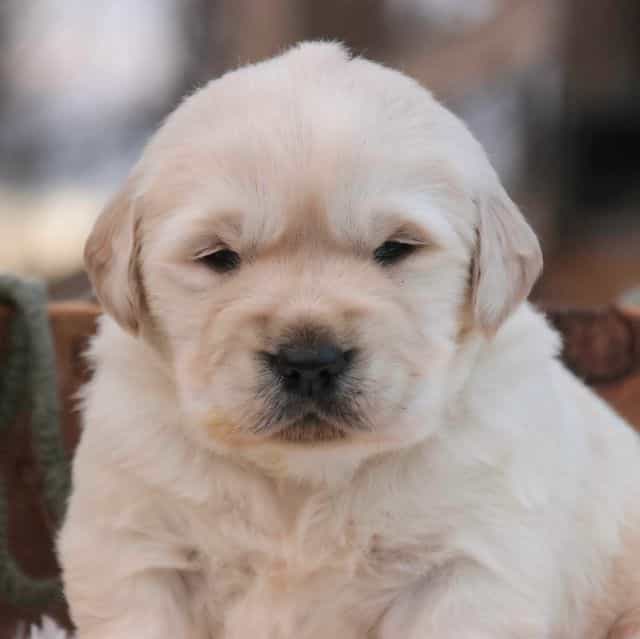 Riggs - Golden Retriever Male