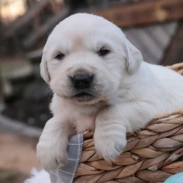 Remington - Golden Retriever Male