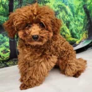 Blue - Toy Poodle Male