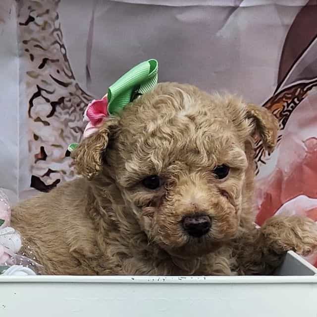 Vivi - Toy Poodle Female