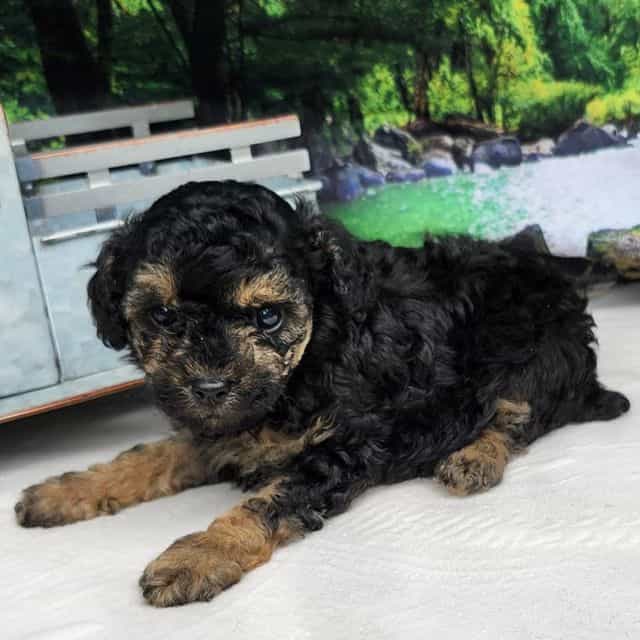 Tyson - Toy Poodle Male